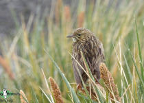 South Georgia Pipit