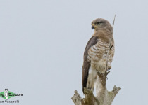 Southern Banded Snake Eagle