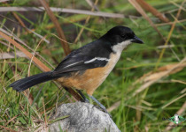 Southern Boubou