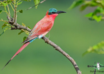 Southern Carmine Bee-eater
