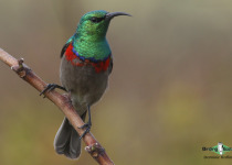 Southern Double-collared Sunbird
