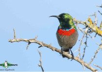 Southern Double-collared Sunbird