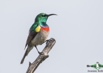 Southern Double-collared Sunbird