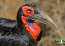 Southern Ground Hornbill