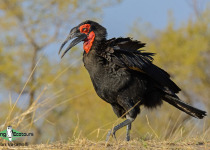 Southern Ground Hornbill