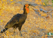 Southern Ground Hornbill