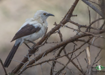 Southern Pied Babbler