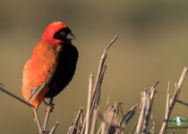 Southern Red Bishop