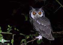 Southern White-faced Owl
