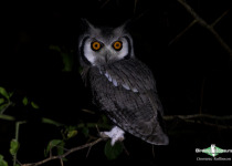 Southern White-faced Owl