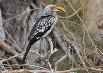 Southern Yellow-billed Hornbill