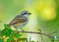 Souza's Shrike