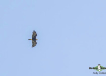 Spanish Imperial Eagle