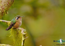 Speckled Hummingbird