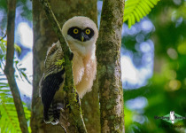 Spectacled Owl