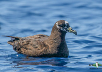 Spectacled Petrel