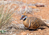 Spinifex Pigeon