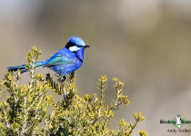Splendid Fairywren