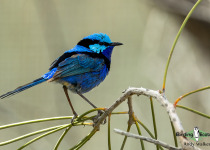 Splendid Fairywren