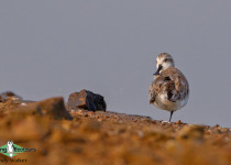 Spoon-billed Sandpiper