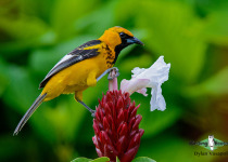 Spot-breasted Oriole