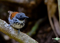 Spotted Antbird