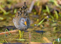 Spotted Crake