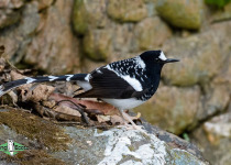 Spotted Forktail