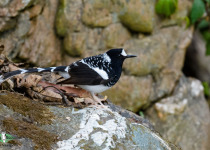 Spotted Forktail