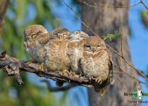 Spotted Owlet
