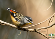 Spotted Pardalote