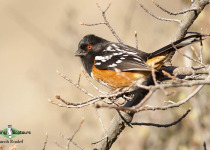 Spotted Towhee