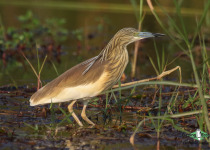 Squacco Heron