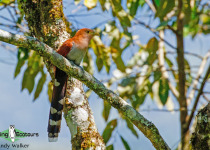 Squirrel Cuckoo