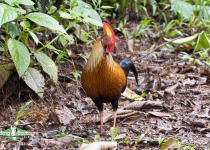 Sri Lanka Junglefowl