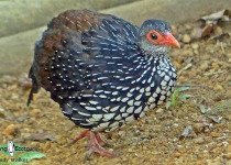 Sri Lanka Spurfowl