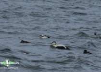 Steller's Eider