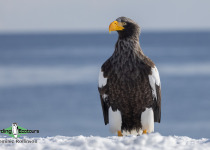 Steller's Sea Eagle