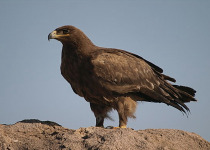 Steppe Eagle