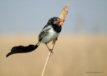 Strange-tailed Tyrant