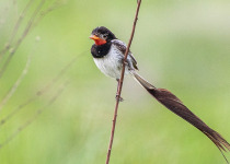 Strange-tailed Tyrant