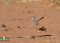 Streaked Scrub Warbler