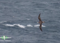 Streaked Shearwater