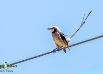 Streamer-tailed Tyrant