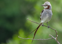 Streamer-tailed Tyrant