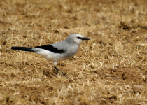 Stresemann's Bushcrow