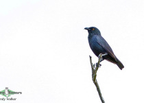 Striated Starling