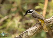Strong-billed Honeyeater