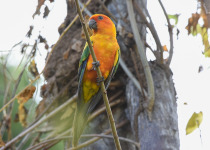 Sun Parakeet