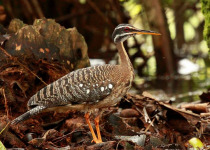 Sunbittern